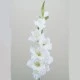 Artificial Gladiola Ivory 94cm - G035 