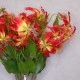 Artificial Gloriosa Flame Lily Orange Yellow 80cm - G004 D1