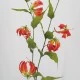 Silk Gloriosa Flame Lily Orange 98cm - G010C F3