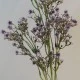 Artificial Gypsophila Aubergine Purple Baby's Breath 74cm - G022 D2