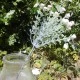 Short Stem Gypsophila Pink 32cm - G024 G4