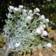 Short Stem Gypsophila Pink 32cm - G024 G4