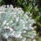 Short Stem Gypsophila Pink 32cm - G024 G4