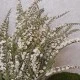 Artificial Heather Plants White 54cm - H018 HH4