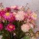 Artificial Helichrysum Mixed Pink 46cm | Faux Dried Flowers - H098 G2
