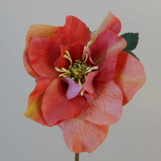 Artificial Hellebore Stem Pink 49cm - H188 E3