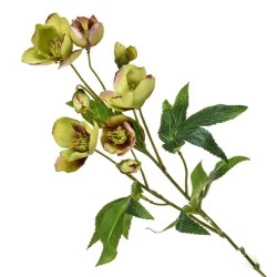 Artificial Helleborus Christmas Roses Green Burgundy 55cm - H060 