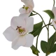 Artificial Helleborus Christmas Roses Blush Pink 45cm - H201 FF3