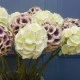 Artificial Honeycomb Flowers Cream 58cm - H050 H4