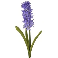 Hyacinths