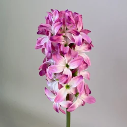 Artificial Hyacinth Stem Pink 40cm - H175 A1