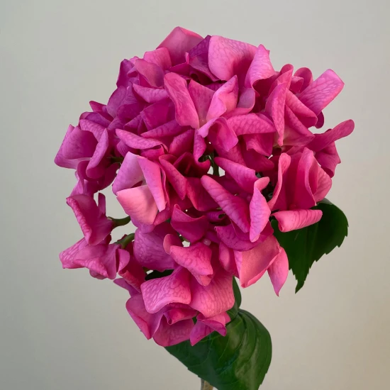 Real Touch Hydrangea Hot Pink 60cm - H117