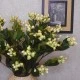 Artificial Hypericum Berries Cream 72cm - H086 H2