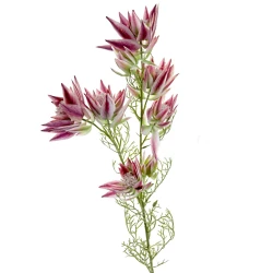 Artificial Leucadendron Dark Pink 68cm - L056 FF2