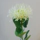 Artificial Leucospermum Protea Cream 45cm - L051 BX22