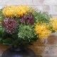 Artificial Leucospermum Protea Yellow 45cm - L044 P1