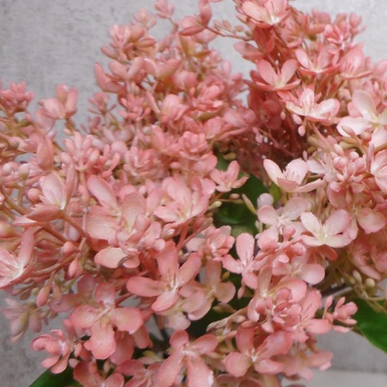 Short Stem Artificial Lilac Blossom Coral Pink 37cm - L023
