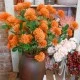 Fireball Lily Orange 73cm - L091 AA3