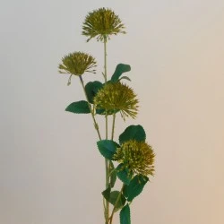 Fireball Lily Olive Green 73cm - L047 AA1