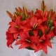 Real Touch Artificial Lily Red 65cm - L128 K1