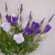 Artificial Lisianthus Purple 80cm - L017C L4