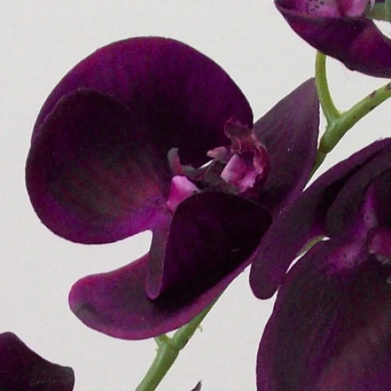 Real Touch Phalaenopsis Orchids Aubergine Purple 75cm - O085 J4