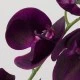 Real Touch Phalaenopsis Orchids Aubergine Purple 75cm - O085 J4