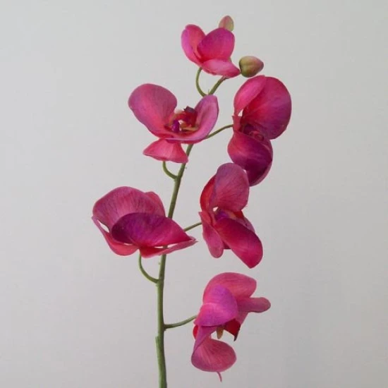 Real Touch Phalaenopsis Orchid Dark Pink 75cm - O082 K4