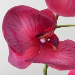 Real Touch Phalaenopsis Orchid Dark Pink 75cm - O082 K4