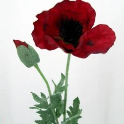 Oriental Silk Poppy Scarlet 70cm - P008 M4