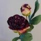 Antique Peony Burgundy | Faux Dried Flowers 50cm - P068 R1