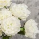 Real Touch Peony Cream 70cm - P015 