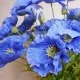 Artificial Himalayan Poppies Blue 70cm - P127 J2