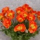 Artificial Icelandic Poppy Orange 72cm - P157 R3
