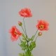 Coral Poppies 70cm - P126 K1