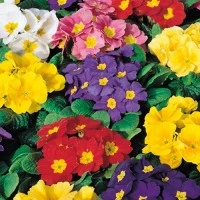 Primulas
