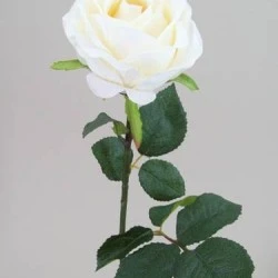Prize Rose Cream  62cm - R161 M4
