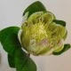 Artificial King Protea Green 65cm - P272 