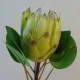 Artificial King Protea Green 65cm - P272 