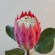 Artificial King Protea Pink 65cm - P085 BX10