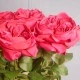 Artificial Cabbage Rose Cerise Pink 60cm - R777 N3