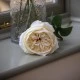 Artificial Cabbage Rose Cream 60cm - R762 P3