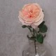 Artificial Cabbage Rose Peach 60cm - R778 P3