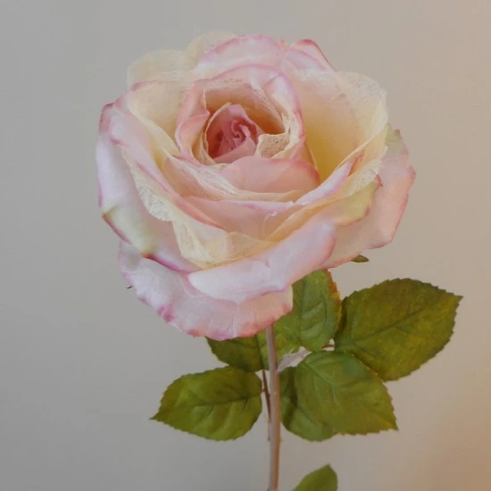 Roses Miss Havisham Pink 64cm - R512 L3