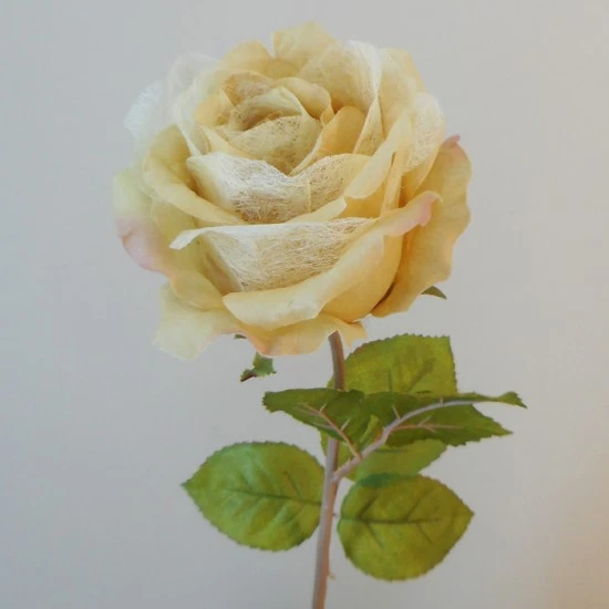 Roses Miss Havisham Warm Cream 64cm - R517 M2