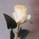 Harrow Artificial Rose Buds Ivory 52cm - R001 P3