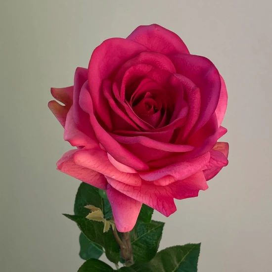 Real Touch Rose Hot Pink 67cm - R050 H3