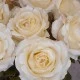Roses Miss Havisham Cream 64cm - R523 DD3