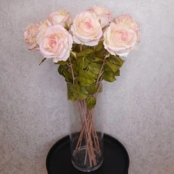 Roses Miss Havisham Pink 64cm - R512 L3