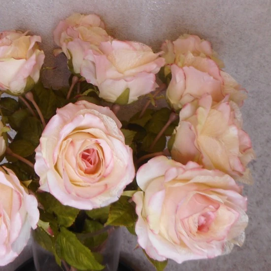 Roses Miss Havisham Pink 64cm - R512 L3